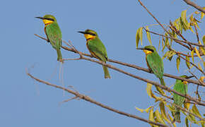 Little Bee-eater