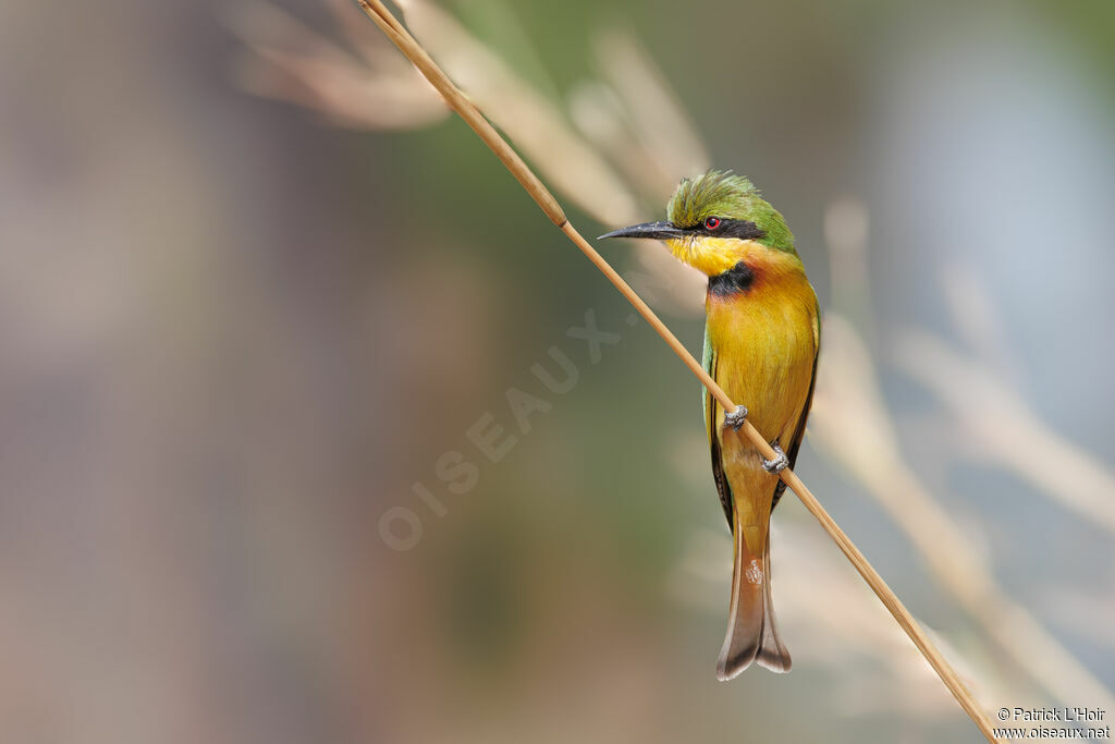 Little Bee-eater