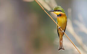 Little Bee-eater