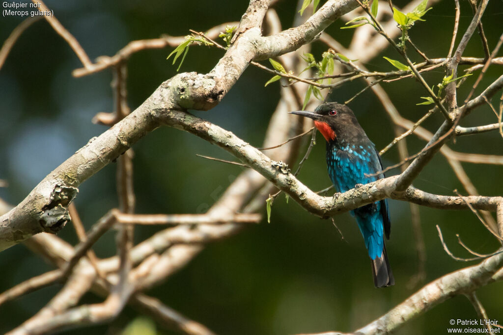 Black Bee-eater