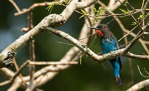 Black Bee-eater