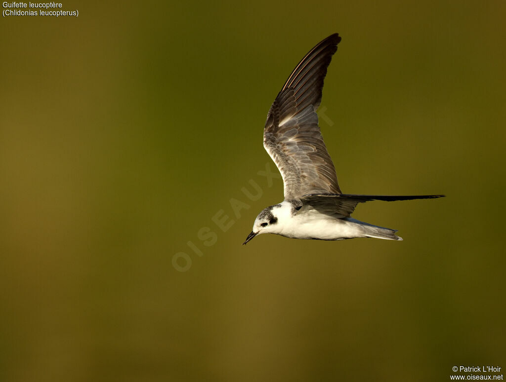 Guifette leucoptère, Vol