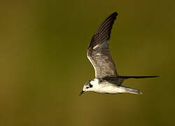 White-winged Tern