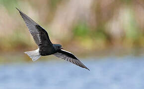 White-winged Tern