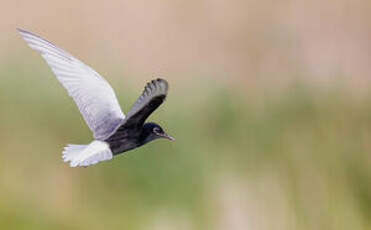 Guifette leucoptère