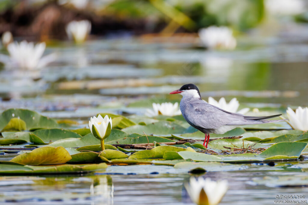 Whiskered Tern