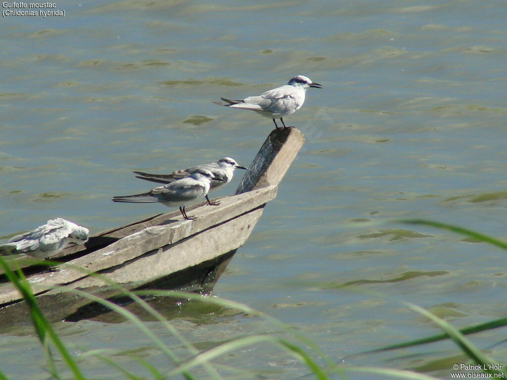 Whiskered Tern