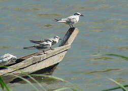 Whiskered Tern