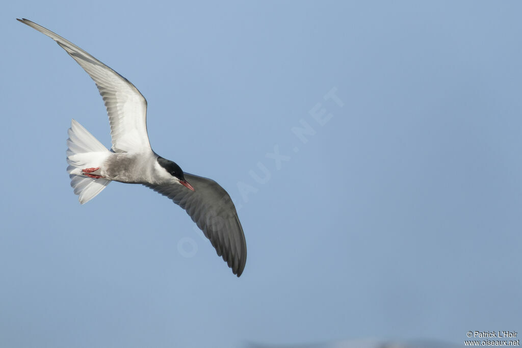 Whiskered Tern