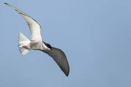 Whiskered Tern