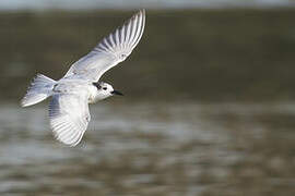 Whiskered Tern