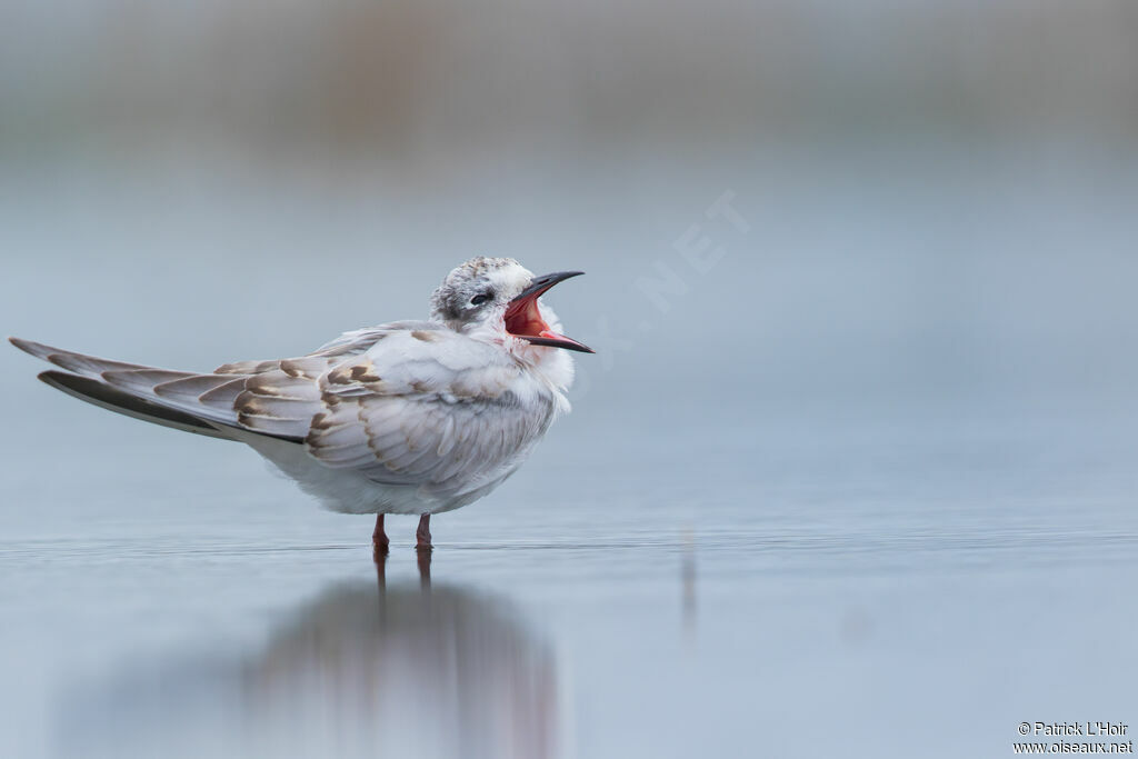 Whiskered Ternjuvenile