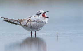 Whiskered Tern