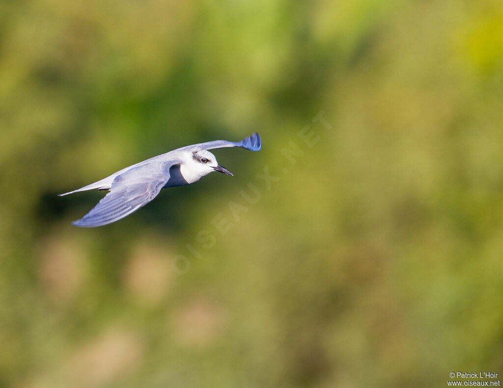 Whiskered Tern