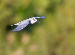 Whiskered Tern