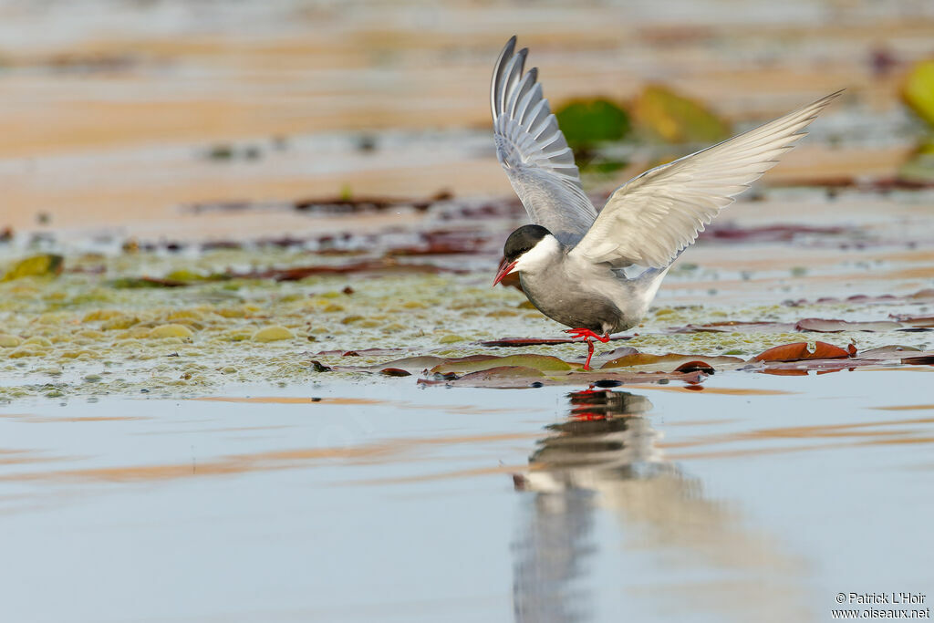 Whiskered Tern