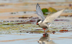 Whiskered Tern