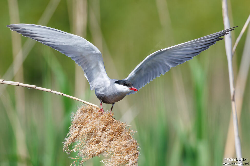 Whiskered Tern