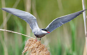 Whiskered Tern