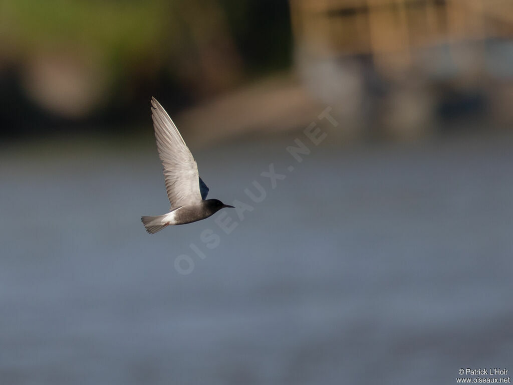 Black Tern