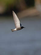 Black Tern