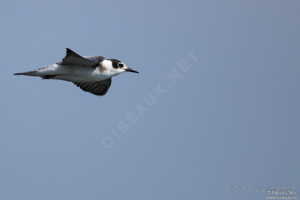 Black Tern