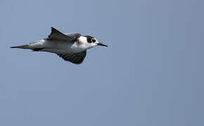 Black Tern