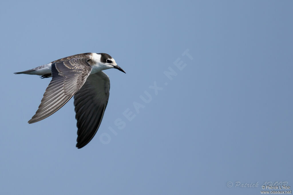 Black Tern