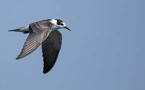 Black Tern