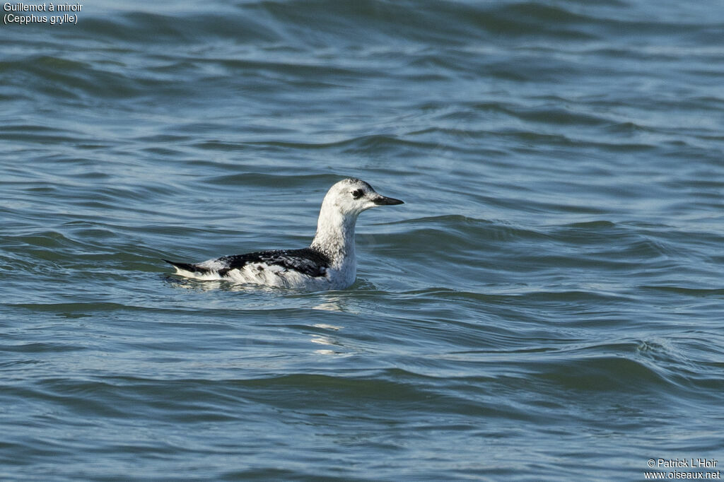 Guillemot à miroir