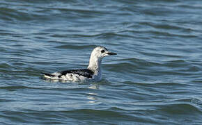 Guillemot à miroir