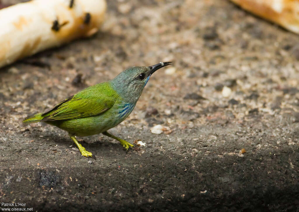 Shining Honeycreeper female adult, identification