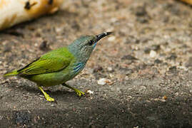 Shining Honeycreeper