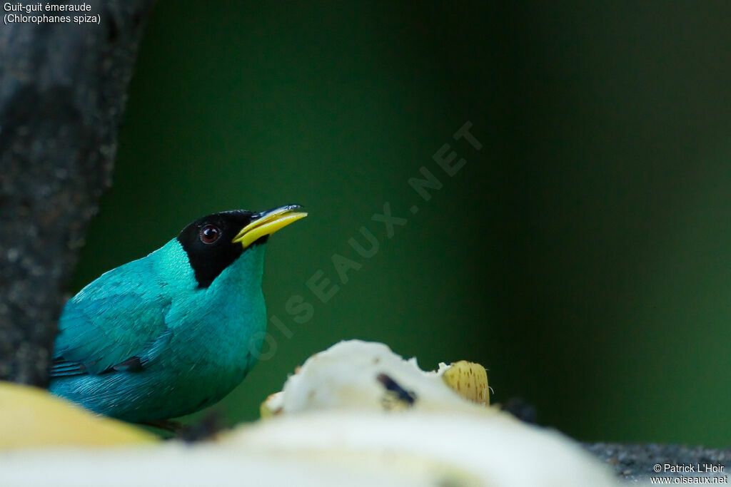 Green Honeycreeper male adult