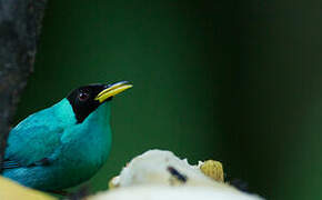 Green Honeycreeper