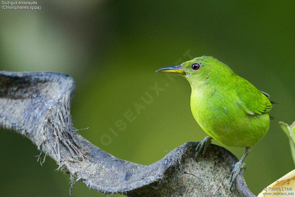 Green Honeycreeper female adult