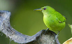 Green Honeycreeper