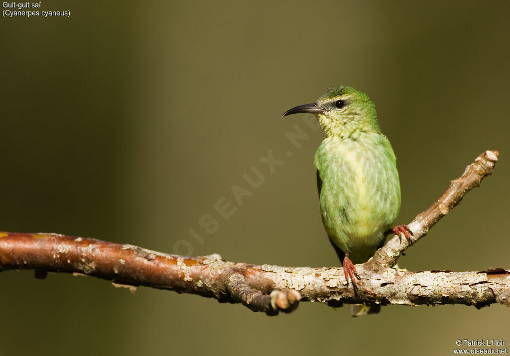 Red-legged Honeycreeper female adult