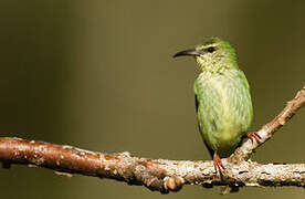 Red-legged Honeycreeper