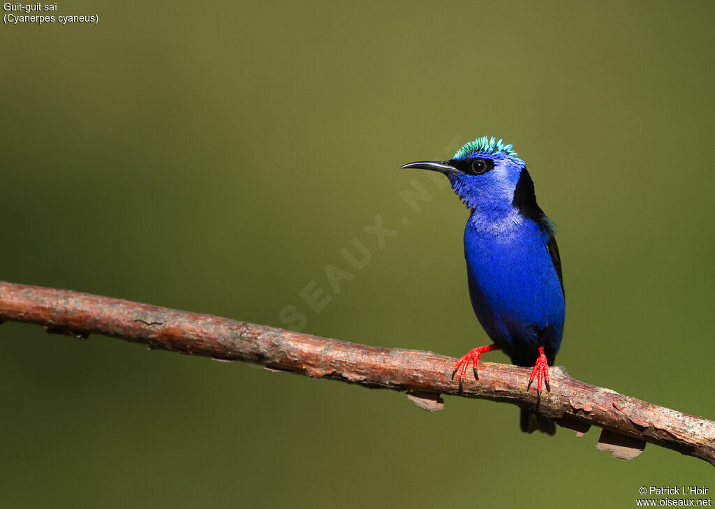 Red-legged Honeycreeper male adult