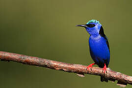 Red-legged Honeycreeper