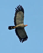 African Harrier-Hawk