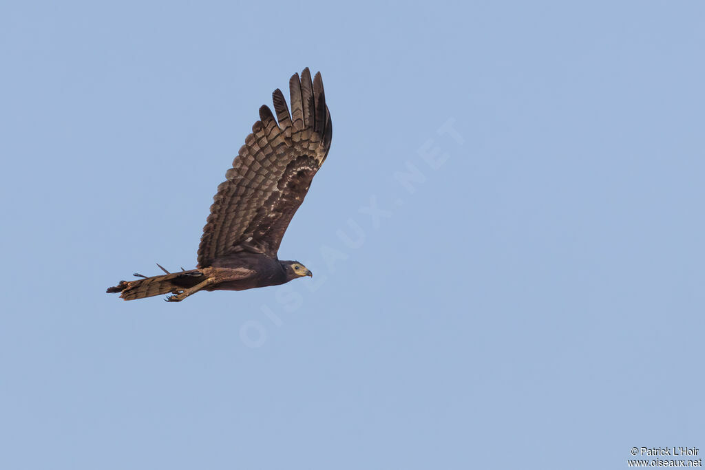 African Harrier-Hawkjuvenile