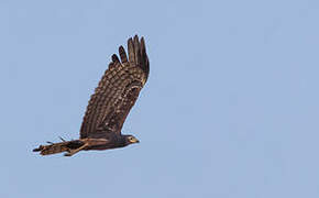 African Harrier-Hawk