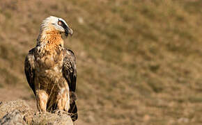 Bearded Vulture