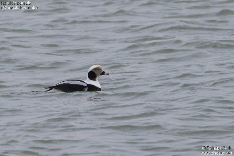 Long-tailed Duck male adult
