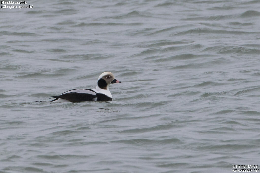 Long-tailed Duck male adult