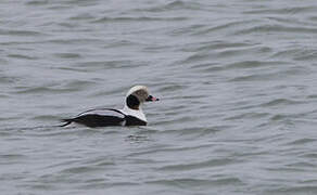 Long-tailed Duck