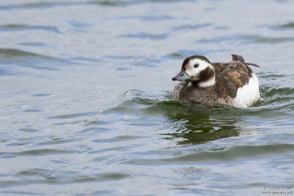 Long-tailed Duck