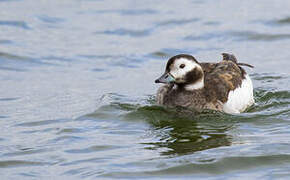 Long-tailed Duck